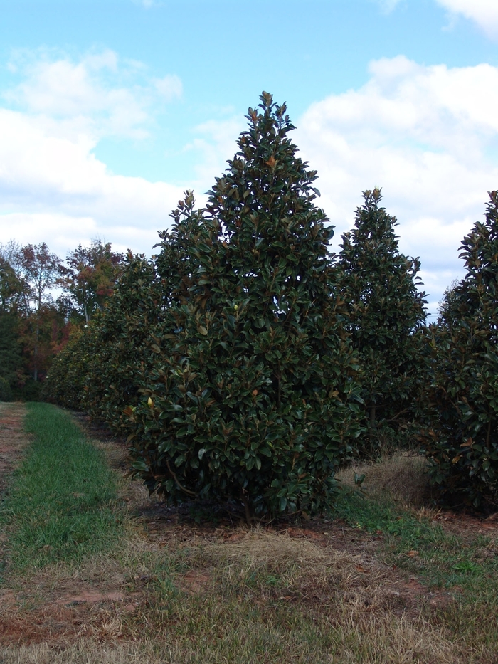 Magnolia Grandiflora 'Claudia Wannamaker' | Claudia Wannamaker Southern ...