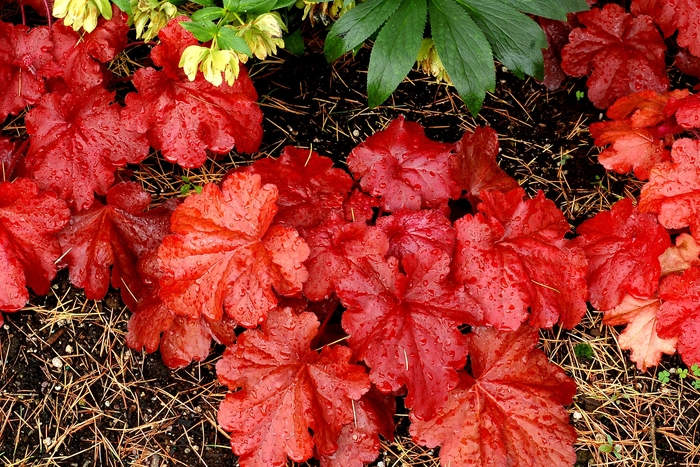 'Fire Alarm' Coral Bells - Heuchera 