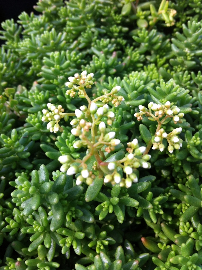 'Coral Carpet' Stonecrop - Sedum album