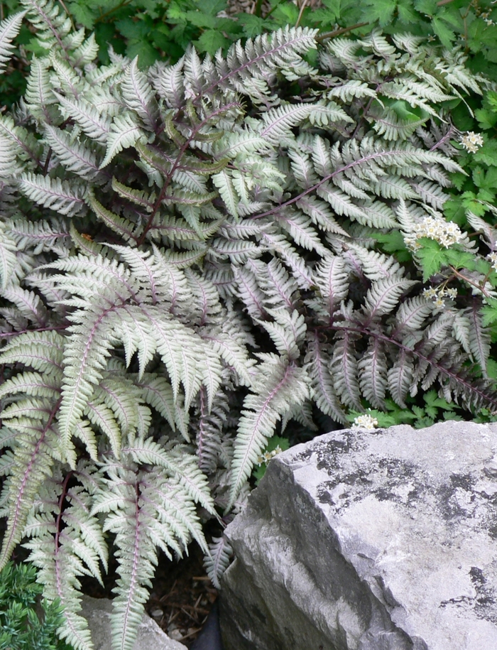 'Pictum' Japanese Painted Fern - Athyrium niponicum