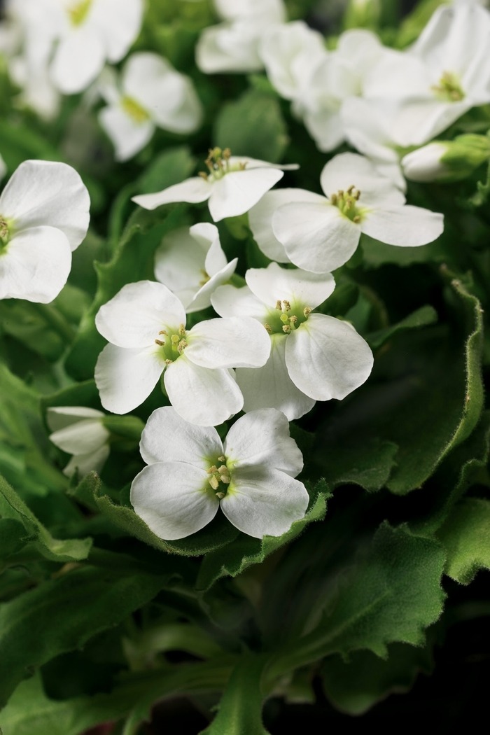 Little Treasure™ 'White Improved' - Arabis caucasica (Rock Cress)