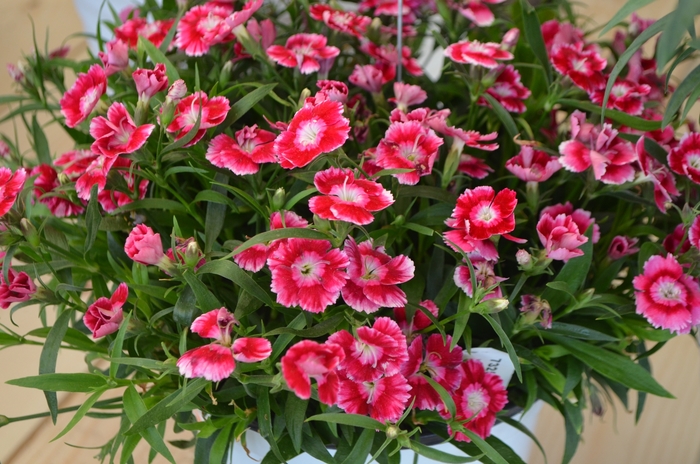 'Olivia Wild' - Dianthus (Carnation)