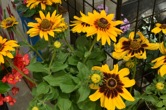 'Denver Daisy™' Black-Eyed Susan - Rudbeckia hirta