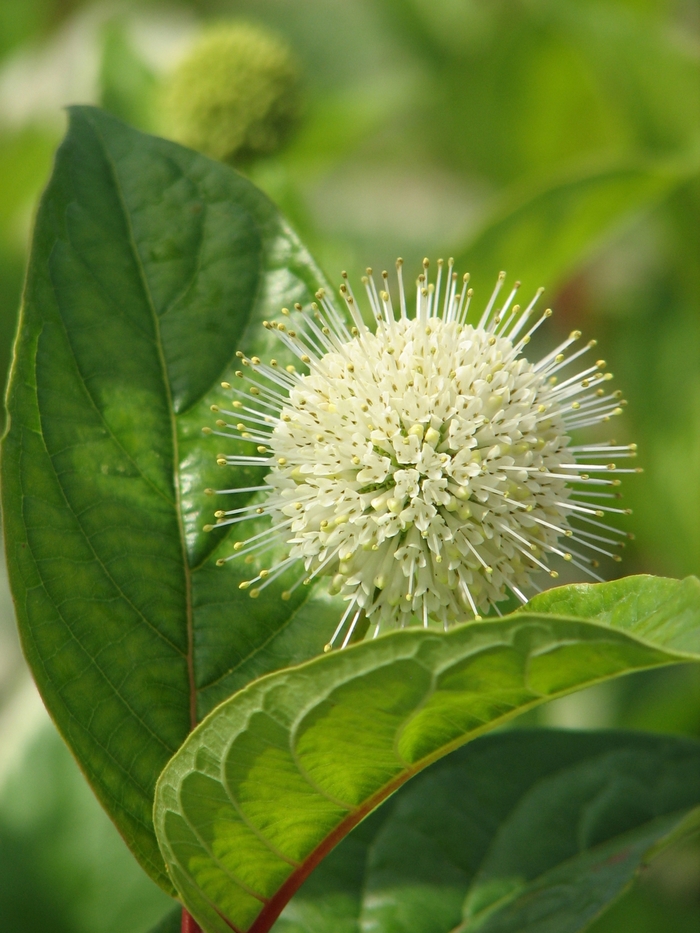 'Fiber Optics®' Buttonbush - Cephalanthus occidentalis