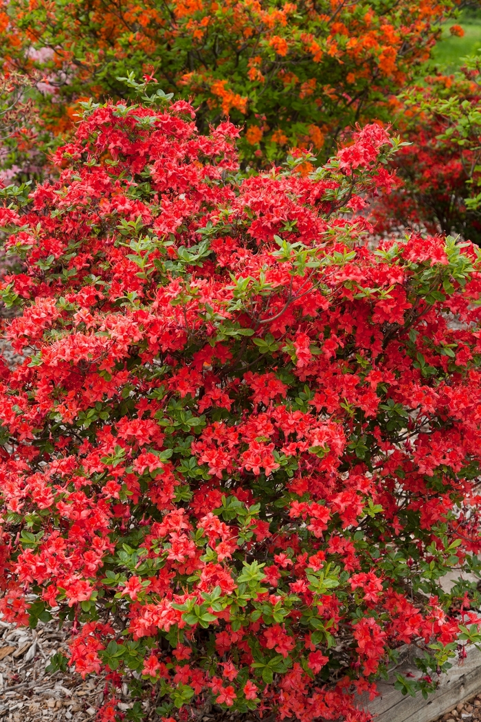 Azalea 'Hino Crimson' | Hilo Crimson Azalea | Pots and Plants on the Pike