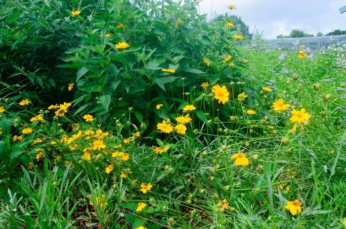 Lanceleaf Coreopsis - Coreopsis lanceolata