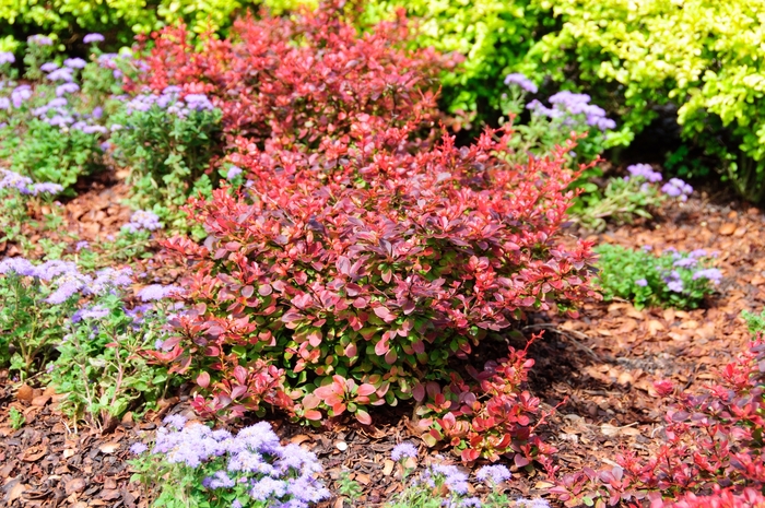 'Royal Burgundy®' Japanese Barberry - Berberis thunbergii