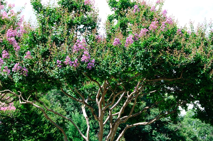 'Catawba' Crape Myrtle - Lagerstroemia indica