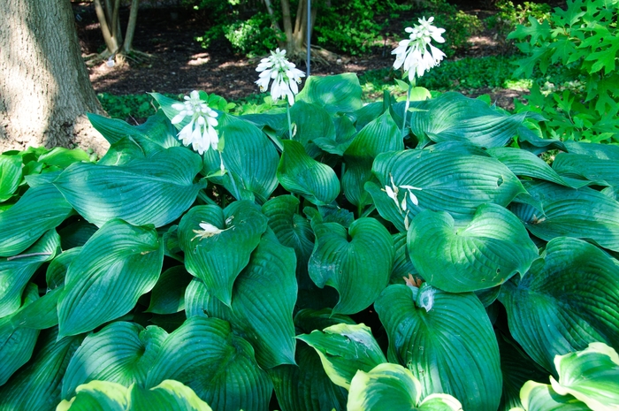 'Blue Angel' Hosta, Plantain Lily - Hosta 