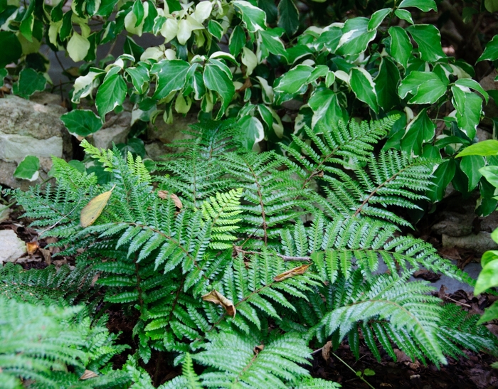 Japanese Tassel Fern - Polystichum polyblepharum