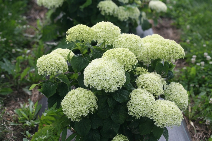 Smooth Hydrangea - Hydrangea arborescens