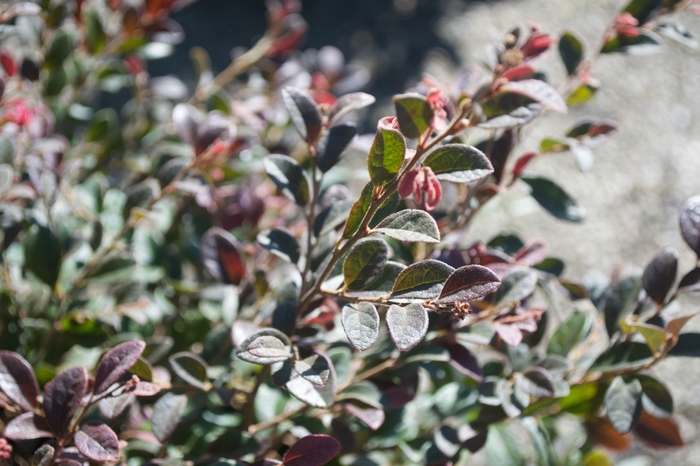 'Daruma' Chinese Fringeflower - Loropetalum chinense var. rubrum