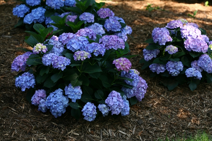 Let's Dance® 'Blue Jangles®' - Hydrangea macrophylla (Reblooming Hydrangea)