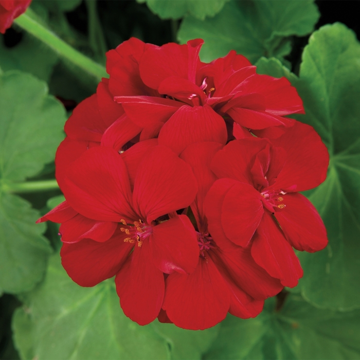 Interspecific Geranium - Pelargonium COPY