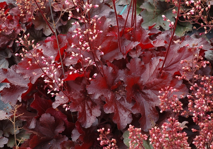 Forever® 'Red' - Heuchera (Coral Bells)