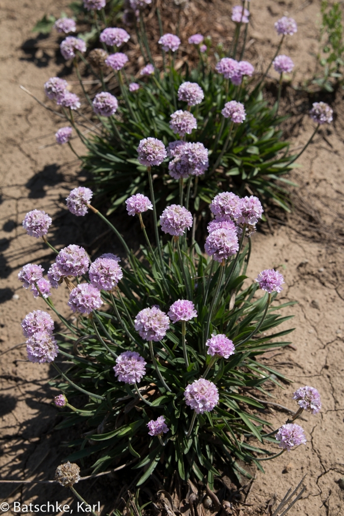 Dreameria® 'Sweet Dreams' - Armeria pseudarmeria (Thrift, Sea Pinks)