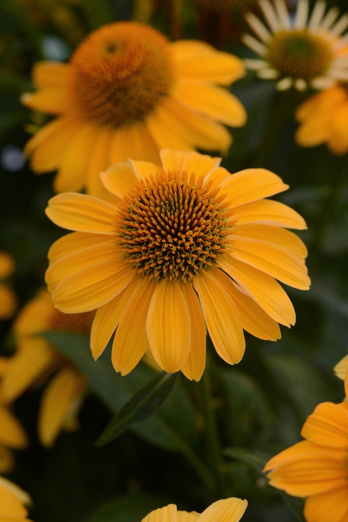 Sombrero® 'Granada Gold' - Echinacea (Coneflower)