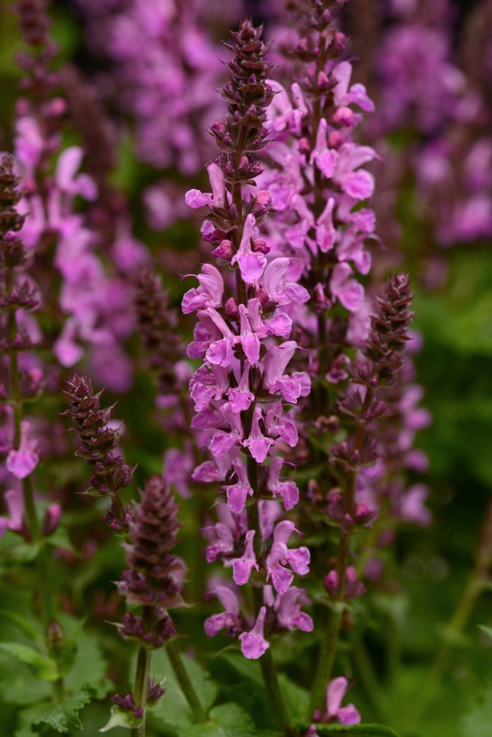 'Rose Marvel' Sage - Salvia nemorosa