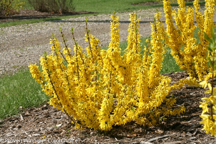 Show Off® 'Sugar Baby®' - Forsythia x intermedia