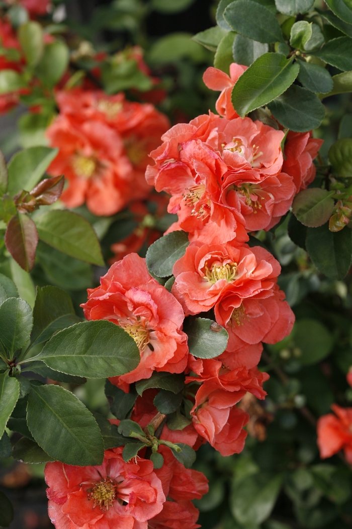 Double Take® 'Peach' - Chaenomeles speciosa (Quince)