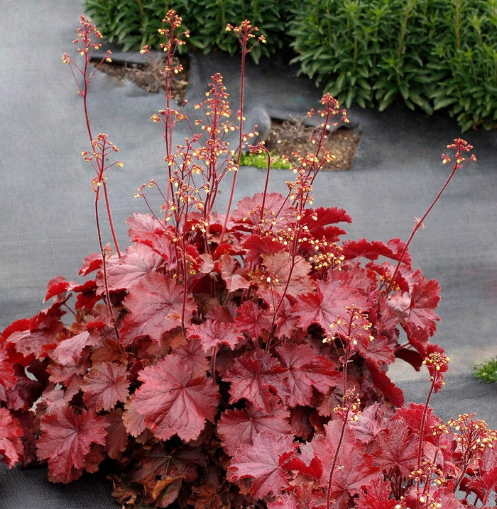 Northern Exposure™ 'Red' - Heuchera (Coral Bells)