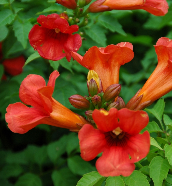 Summer Jazz™ 'Fire' - Campsis x tagliabuana (Trumpet Vine)