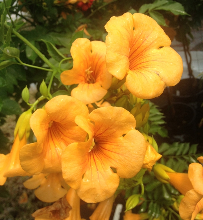 Summer Jazz™ 'Gold' - Campsis x tagliabuana (Trumpet Vine)