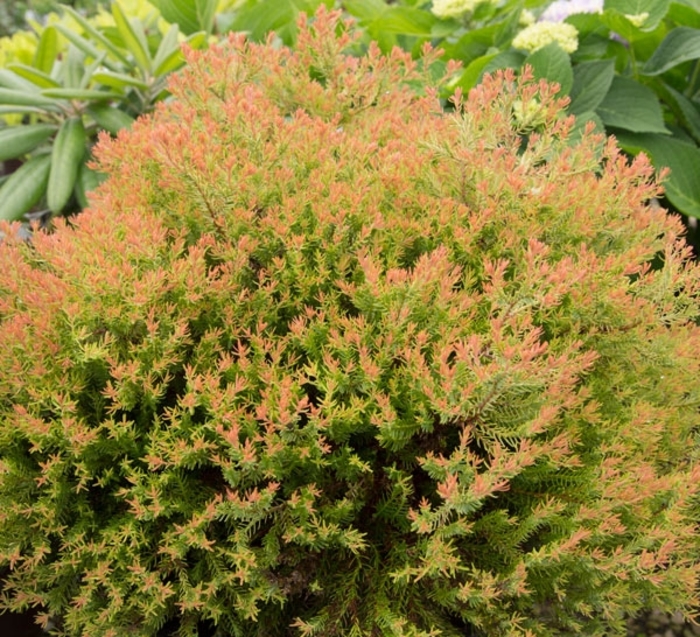 Thuja occidentalis 'Congabe' | Fire Chief Globe Arborvitae | Pots and ...