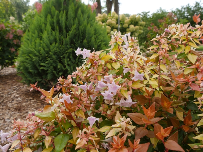 Funshine® - Abelia x grandiflora