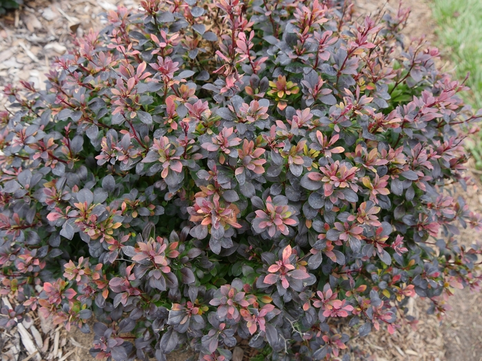 'Sunjoy Todo®' Barberry - Berberis thunbergii