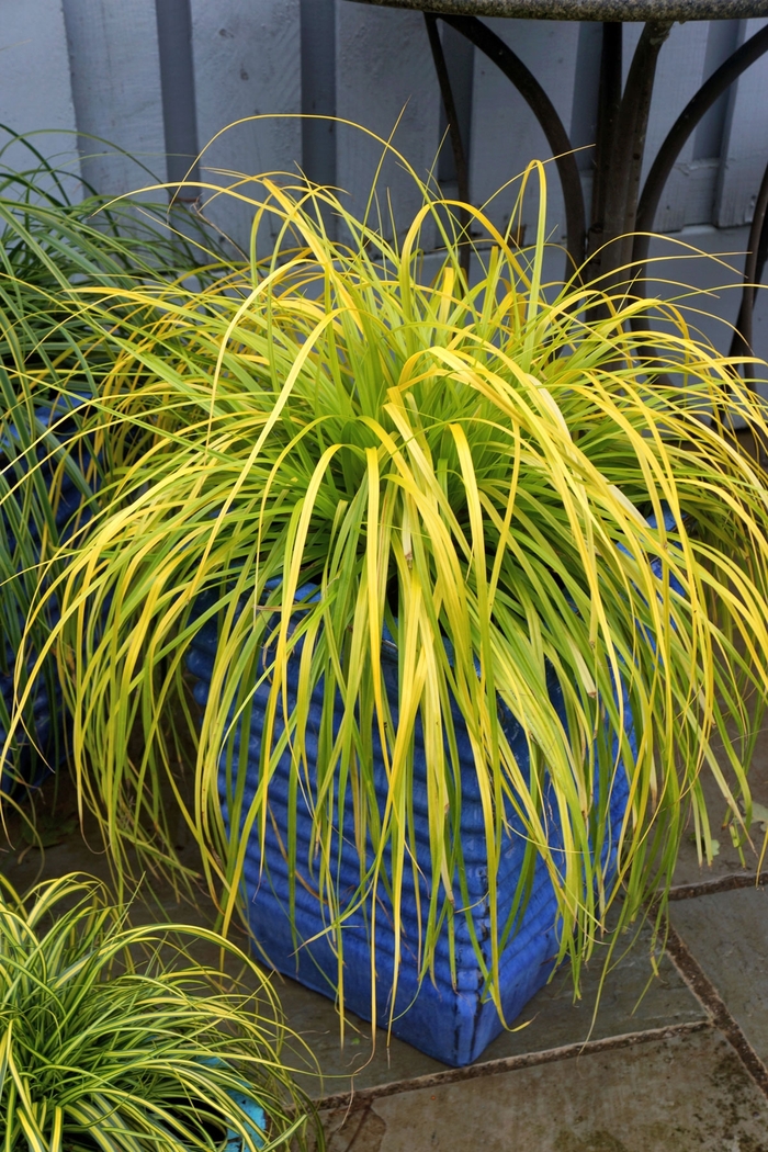 EverColor® 'Everillo' - Carex oshimensis (Sedge)