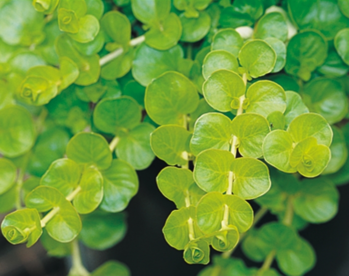 'Goldilocks' Creeping Jenny - Lysimachia nummularia