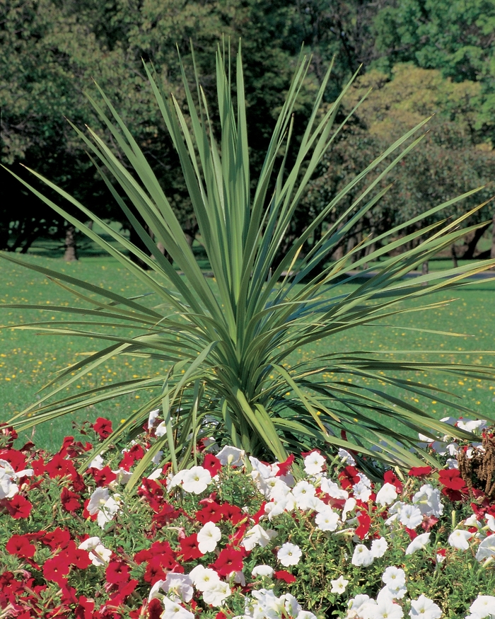 Spikes - Cordyline indivisa