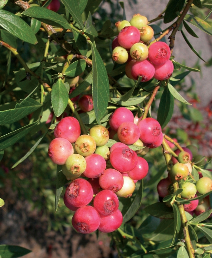 'Pink Lemonade' Blueberry - Vaccinium 