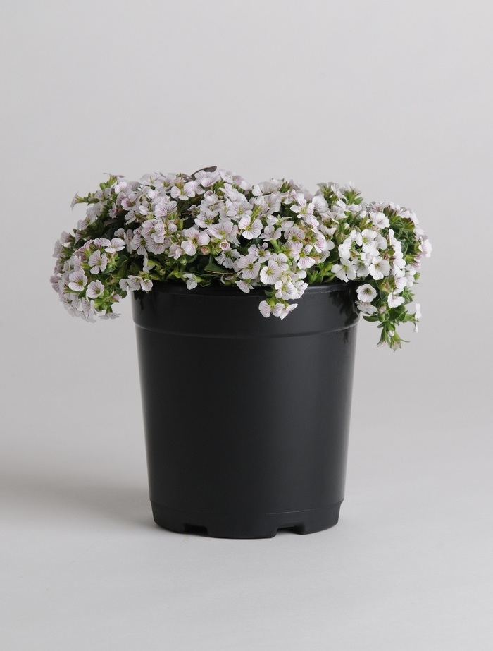 'Pixie Splash' Baby's Breath - Gypsophila cerastioides