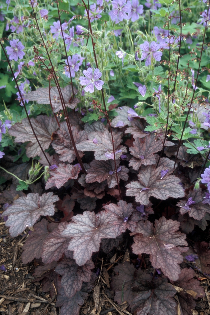 'Plum Pudding' Coral Bell - Heuchera 