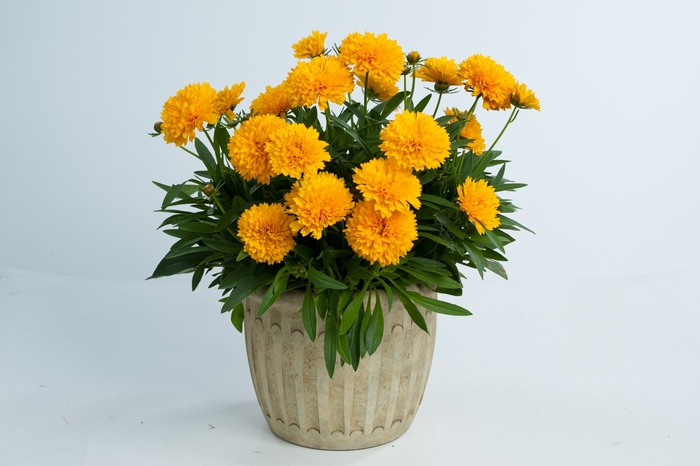 Solanna™ 'Golden Sphere' - Coreopsis grandiflora (Tickseed)