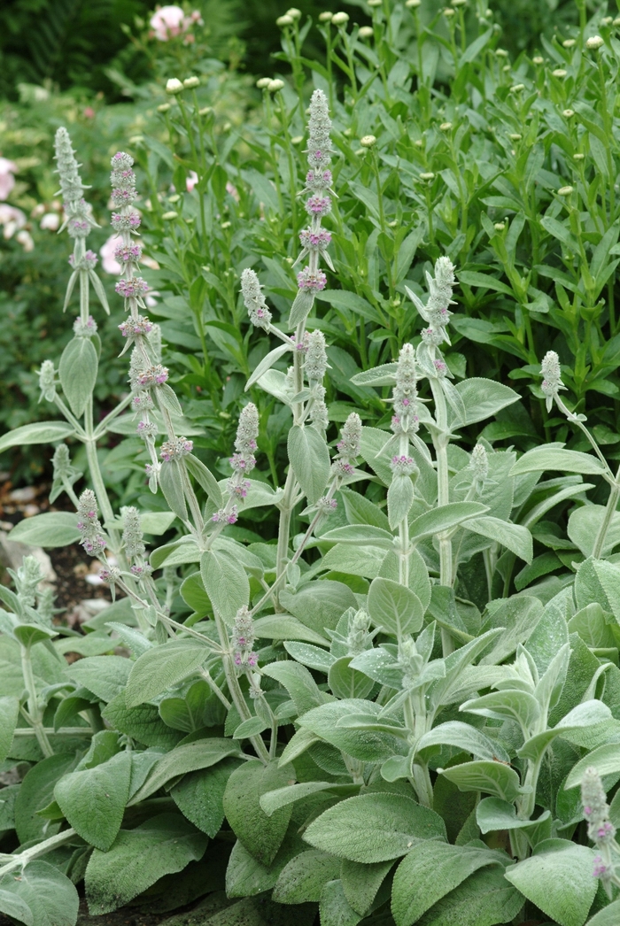 'Silver Carpet' Lamb's Ears - Stachys byzantina