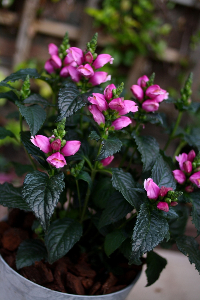 'Tiny Tortuga' Pink Turtlehead - Chelone obliqua