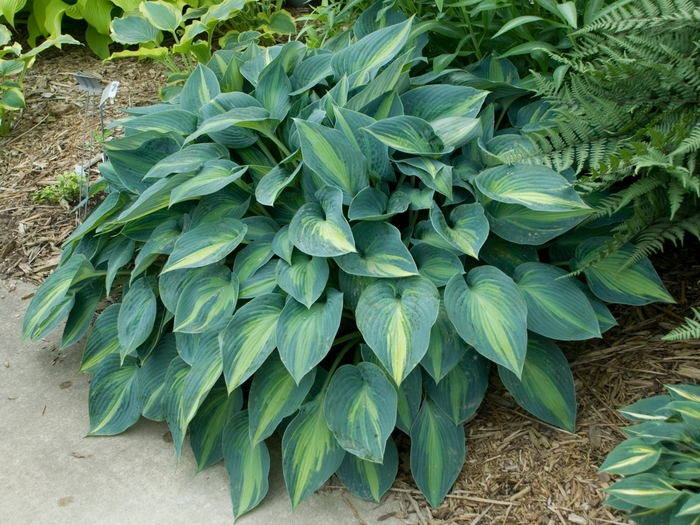 'June' Hosta, Plantain Lily - Hosta 