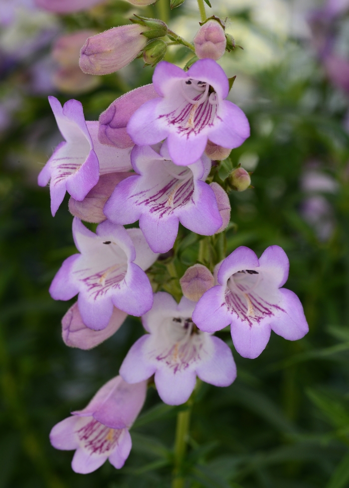 Quartz® 'Amethyst' - Penstemon (Beardtongue)