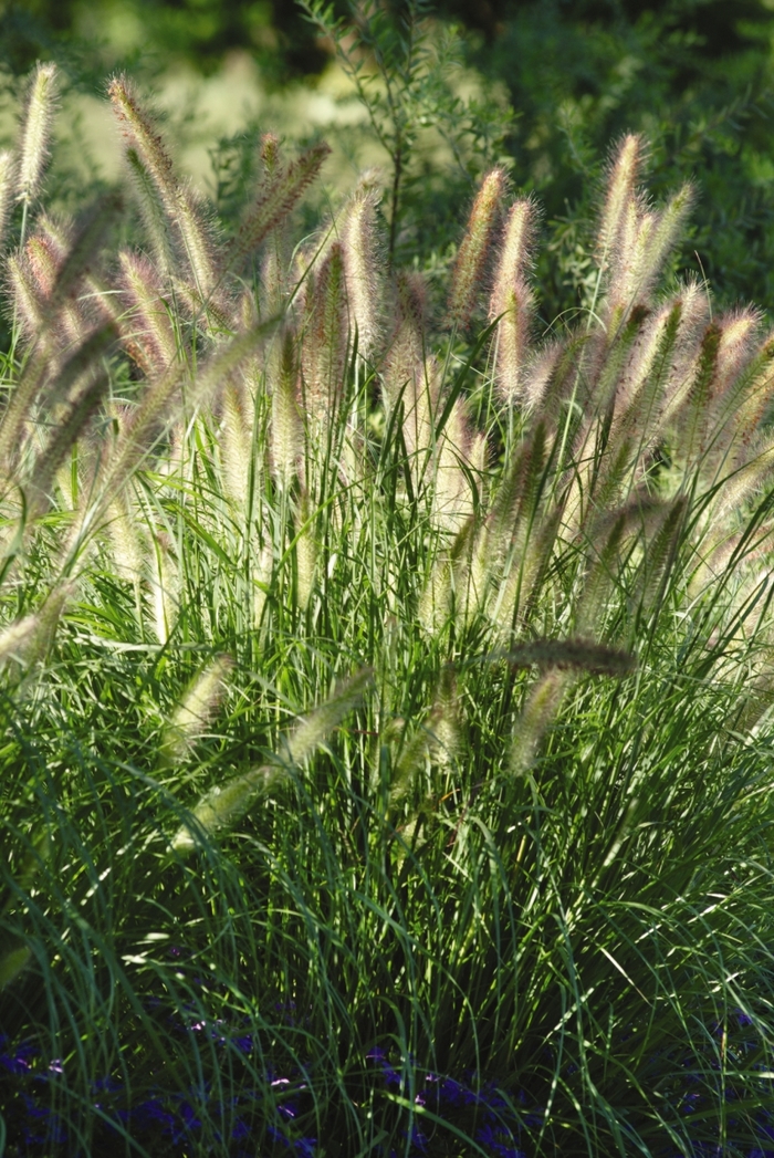 'Cassian' Fountain Grass - Pennisetum alopecuroides