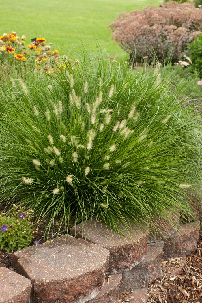 'Little Bunny' Miniature Fountain Grass - Pennisetum alopecuroides