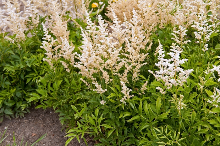 'Snowdrift' - Astilbe x arendsii