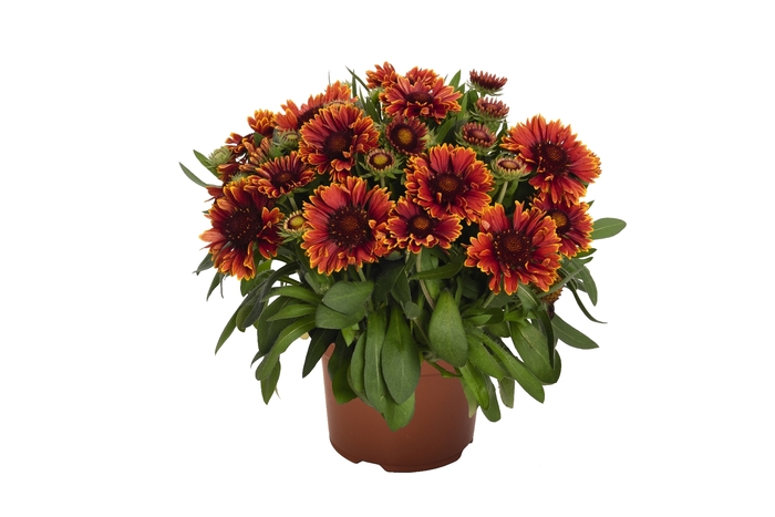 'SpinTop Yellow Touch' Blanket Flower - Gaillardia aristata