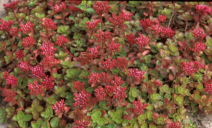 'Fuldaglut (Fulda Glow)' Stonecrop - Sedum spurium