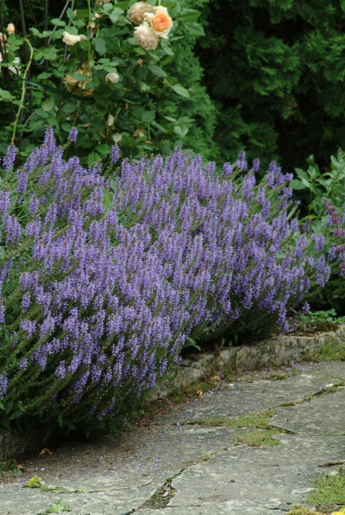 'Blue Hill' Meadow Sage - Salvia x sylvestris