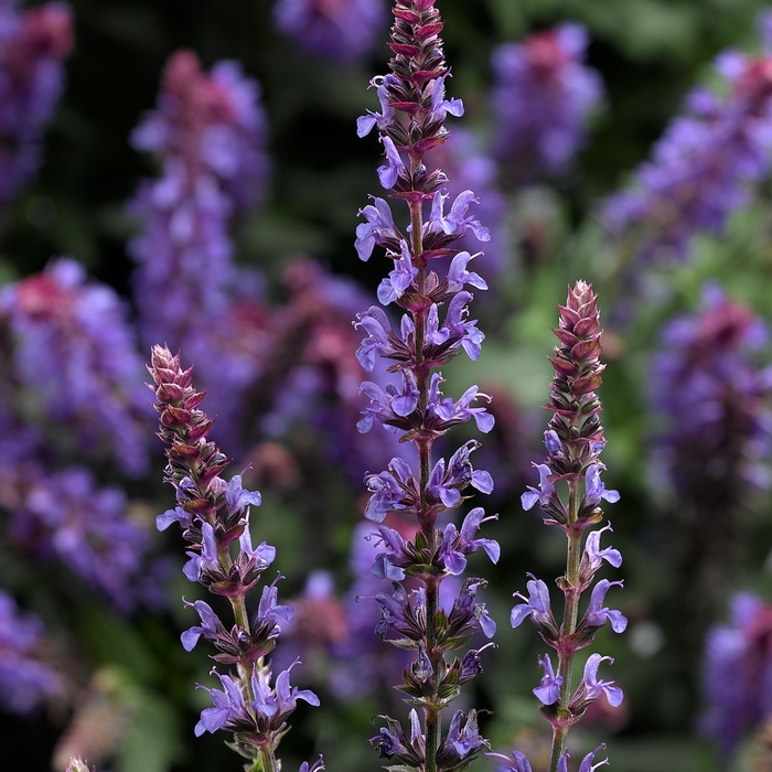 Bordeau™ 'Blue Sky Compact' - Salvia x superba (Sage)