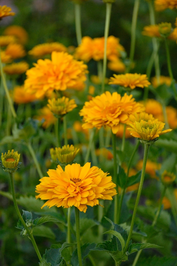 'Summer Sun (Sommersonne)' Oxeye - Heliopsis helianthoides var. scabra