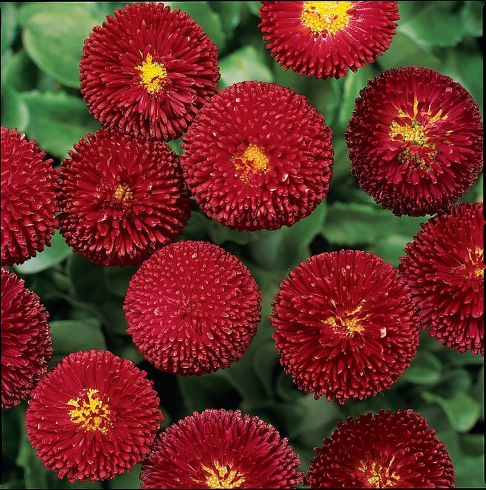 Bellissima™ Red - Bellis perennis